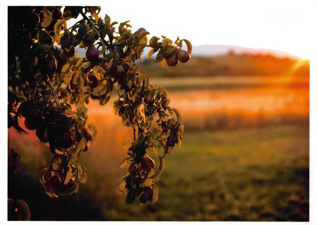 The family’s last Comice pear tree at golden hour: dark leaves and hanging pears in the foreground, the sun flaring low over dry September grass in the Rogue Valley.