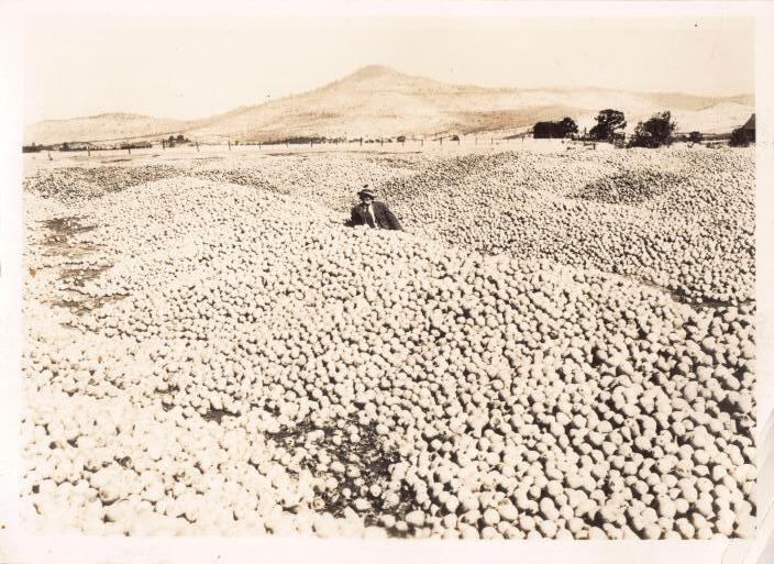 Sepia photograph from around 1930: the great-grandfather sits half-buried in an enormous mountain of harvested pears, orchard flats and a bald hill behind him.